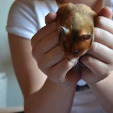 Hamster Torne-Rose