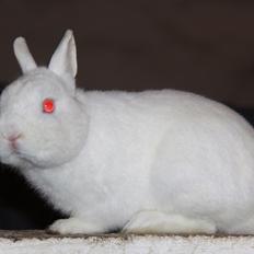 Kanin Sne (snemand) *hermelin*