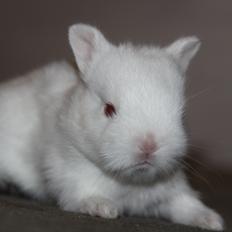 Kanin Sne (snemand) *hermelin*