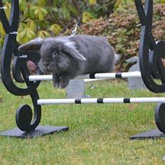 Kanin Kildevangs Limo La Dell