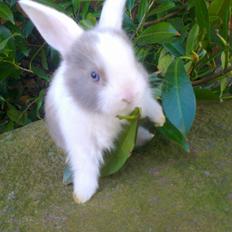 Kanin Staldstampes Pattaya - Satin DV