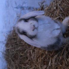 Kanin Staldstampes Pattaya - Satin DV