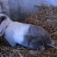 Kanin Staldstampes Pattaya - Satin DV