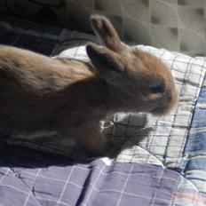 Kanin EAC's Unavngivet