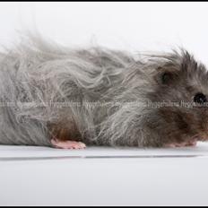 Hamster Futte † 2012 †