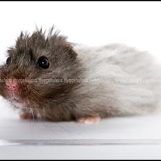 Hamster Futte † 2012 †