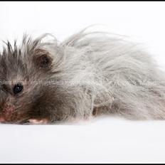 Hamster Futte † 2012 †