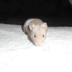 Hamster John(ny) (himmelhamster)