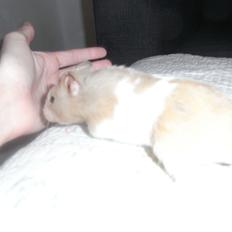 Hamster John(ny) (himmelhamster)