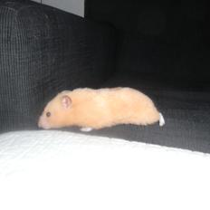 Hamster Henrik (himmelhamster)