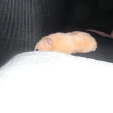 Hamster Henrik (himmelhamster)