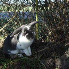 Kanin Funny's Lakio Look alike a Moviestar