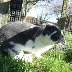 Kanin Funny's Lakio Look alike a Moviestar