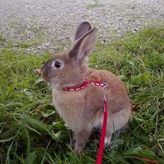 Kanin malibu | blanding