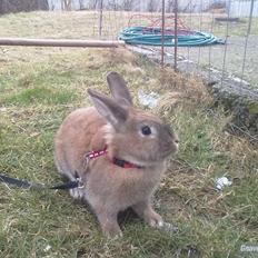 Kanin malibu | blanding