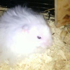 Hamster stampe