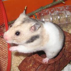 Hamster Cocio af Hvenetved