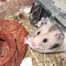 Hamster Cocio af Hvenetved