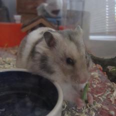 Hamster Cocio af Hvenetved