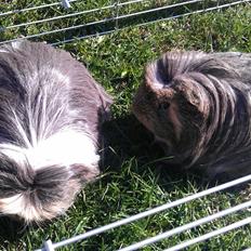 Marsvin Noah von firkløver