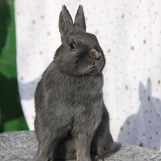 Kanin Bella *hermelin*