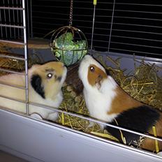 Marsvin Irma R.I.P aflivet feb 2014