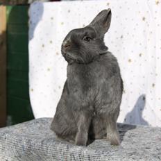 Kanin Bella *hermelin*