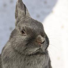 Kanin Bella *hermelin*