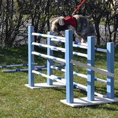 Kanin (DV) Kong Richard I  |Møffe|