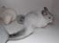 Chinchilla Snebold
