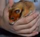 Hamster Torne-Rose
