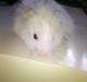 Hamster stampe