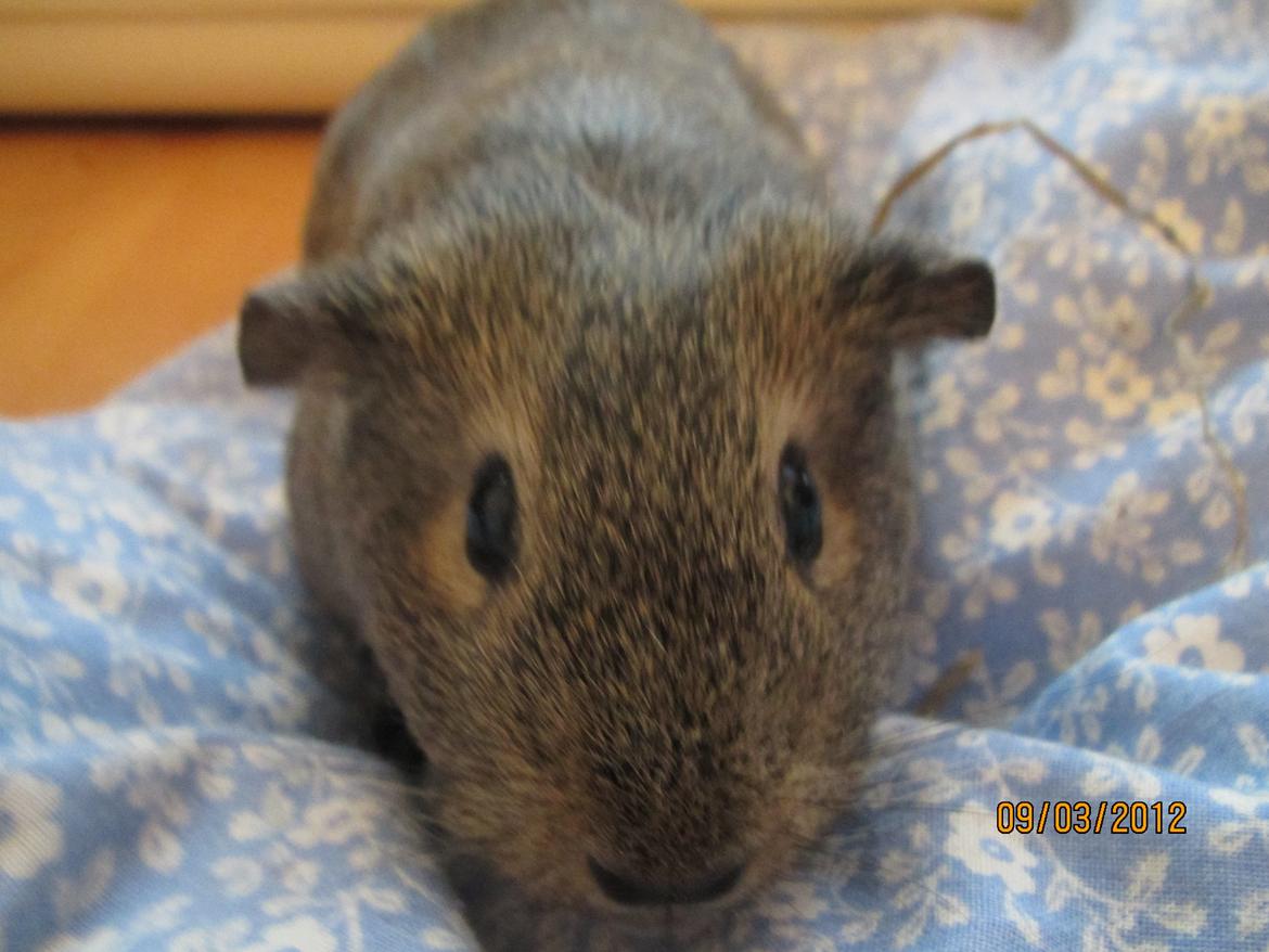 Marsvin team hop,s lulle billede 6