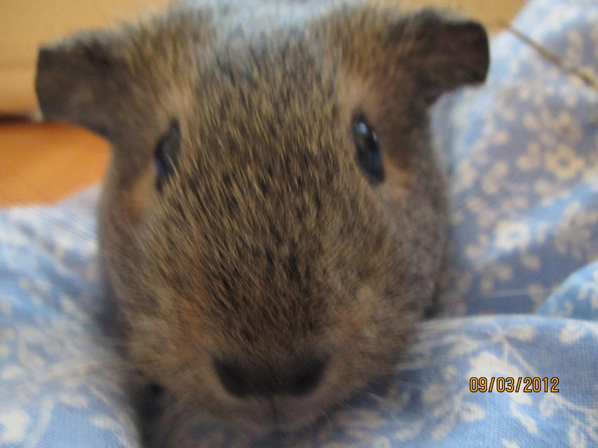 Marsvin team hop,s lulle billede 7