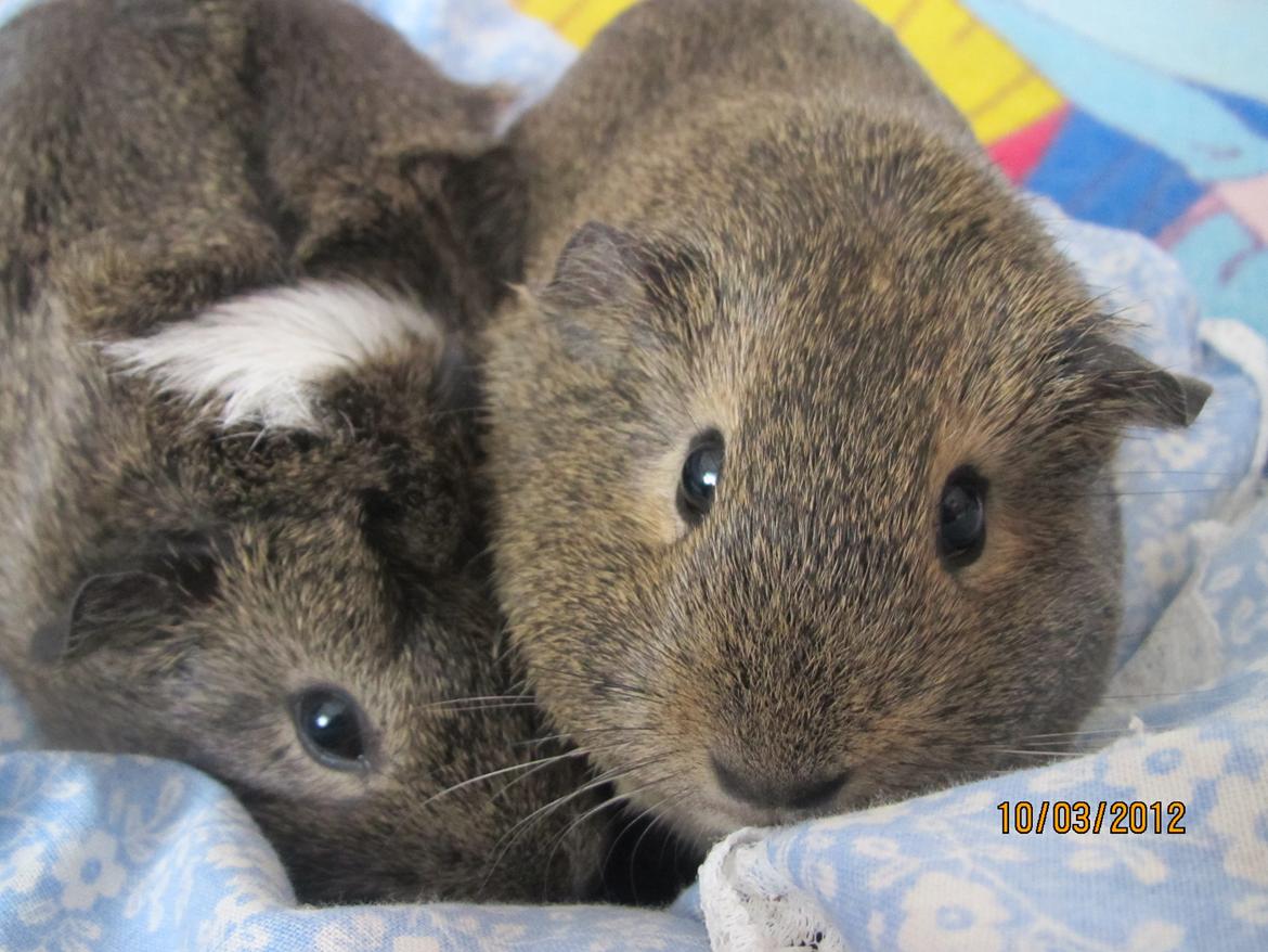 Marsvin team hop,s lulle billede 8