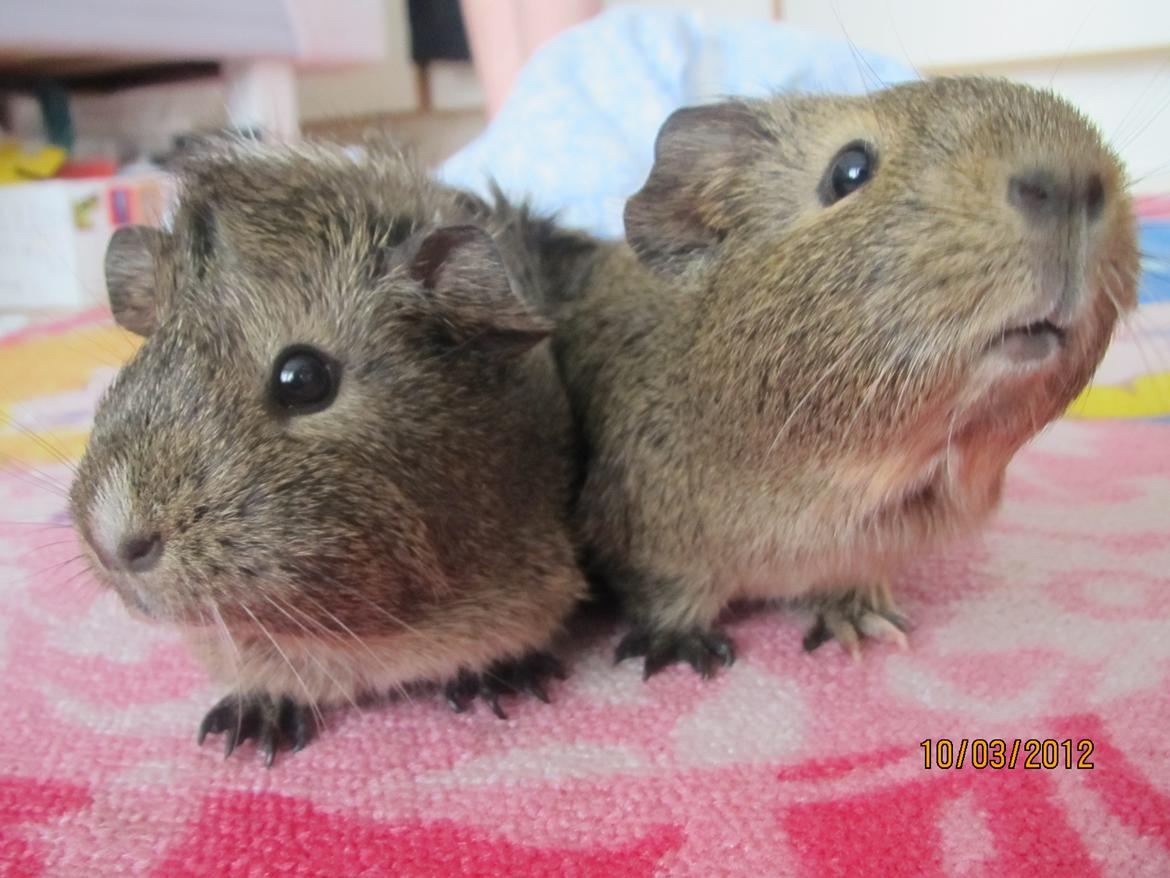 Marsvin team hop,s lulle billede 9