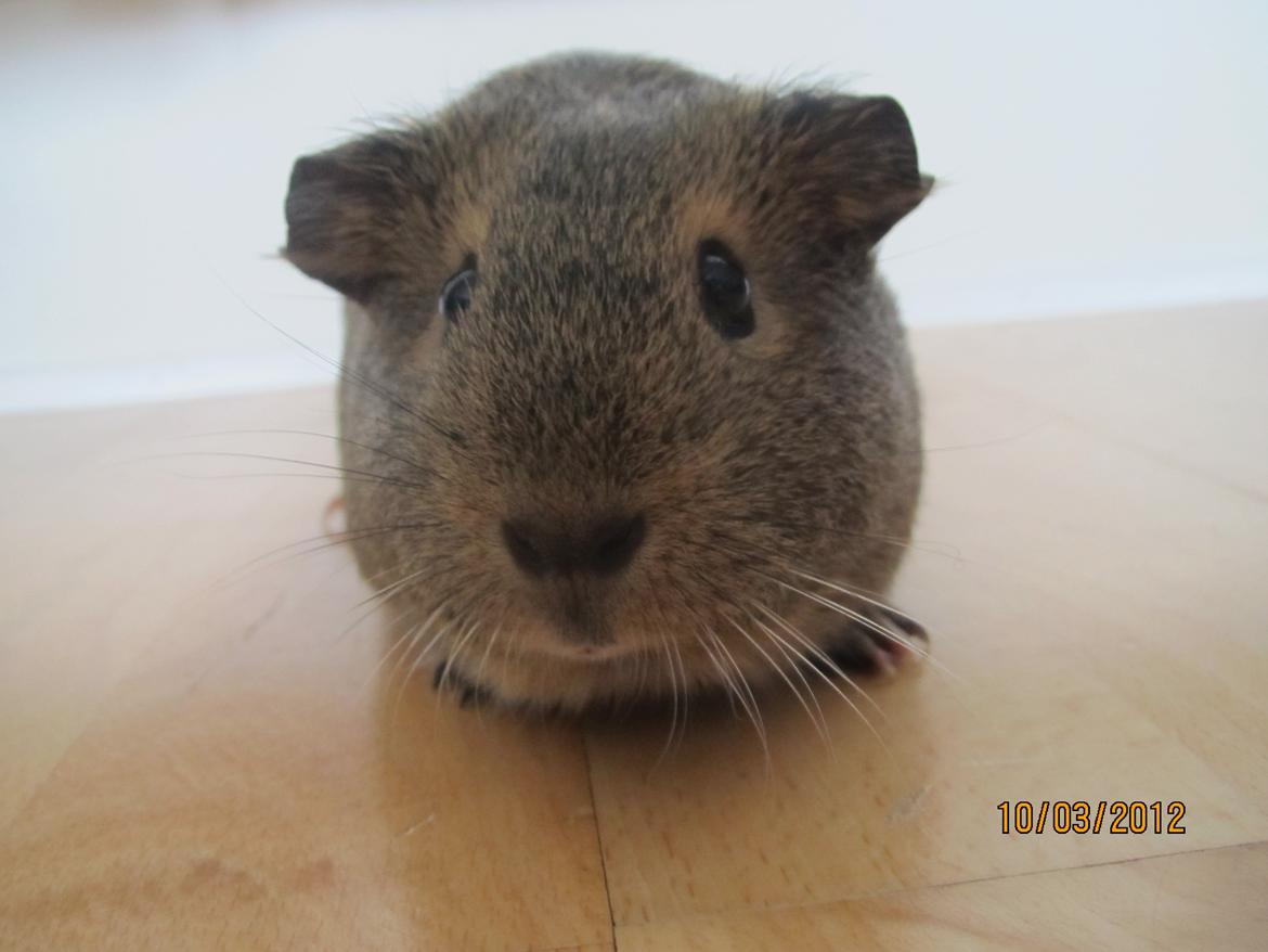 Marsvin team hop,s lulle billede 10