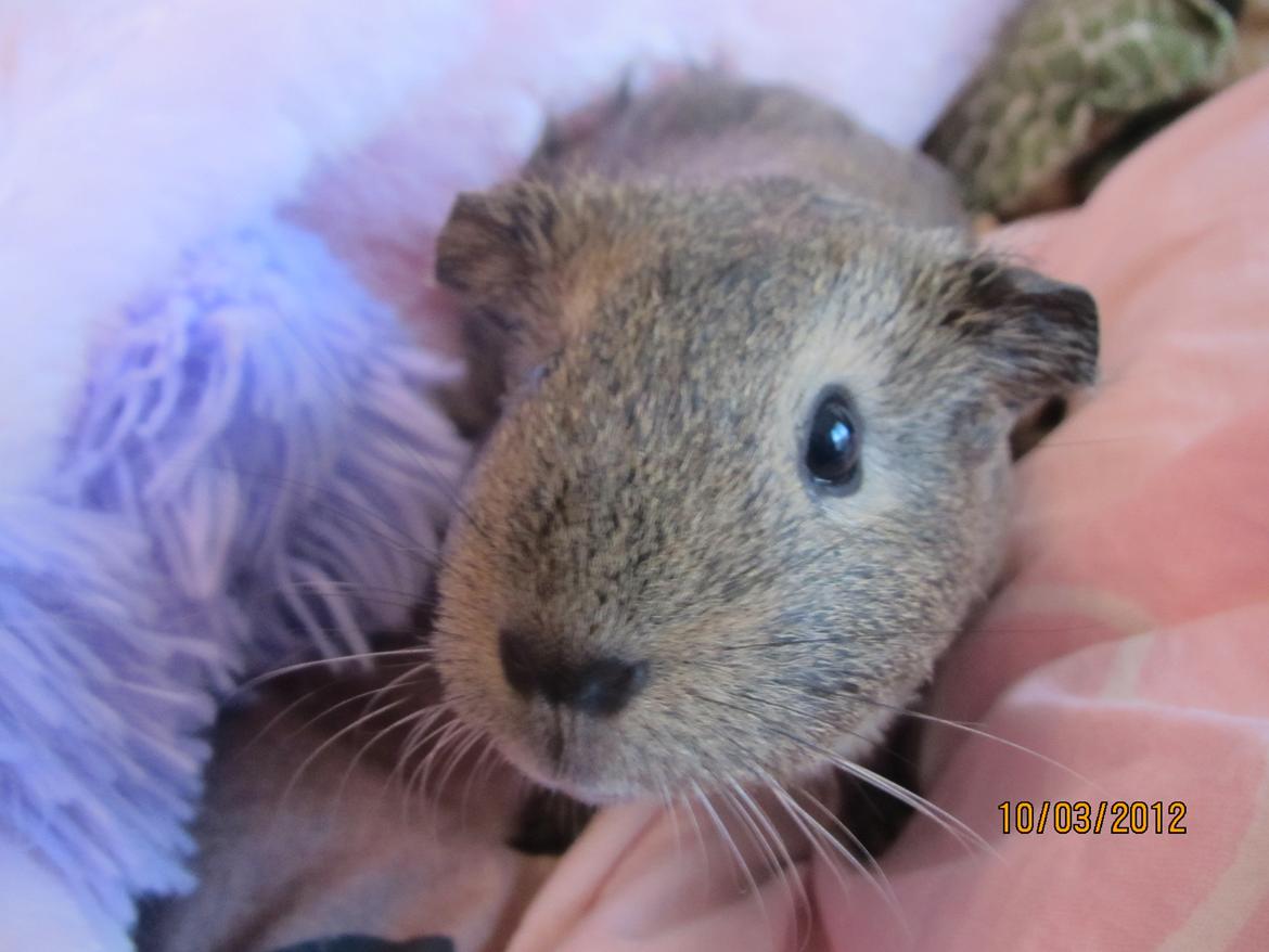 Marsvin team hop,s lulle billede 11