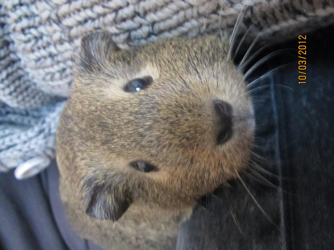 Marsvin team hop,s lulle billede 12