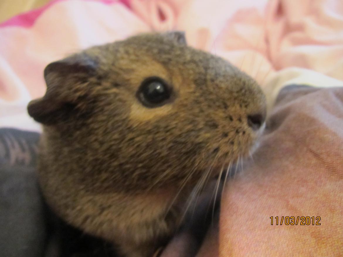 Marsvin team hop,s lulle billede 13