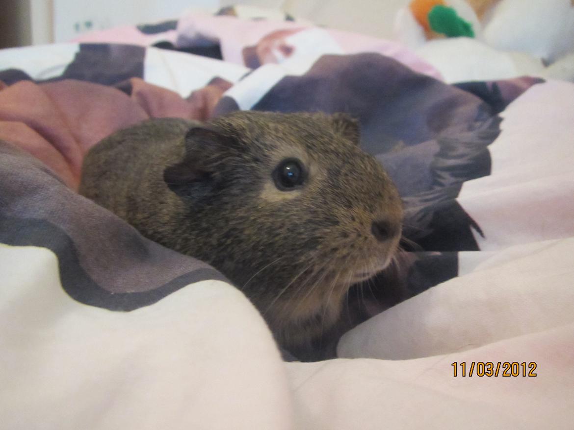 Marsvin team hop,s lulle billede 14