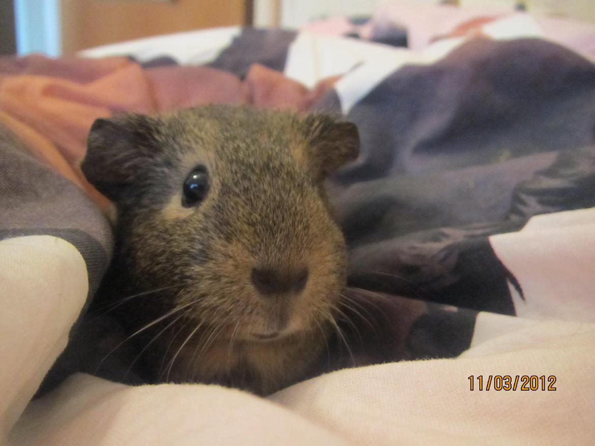 Marsvin team hop,s lulle billede 15