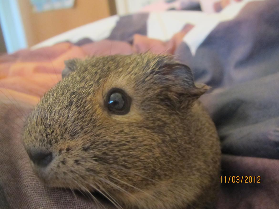 Marsvin team hop,s lulle billede 16