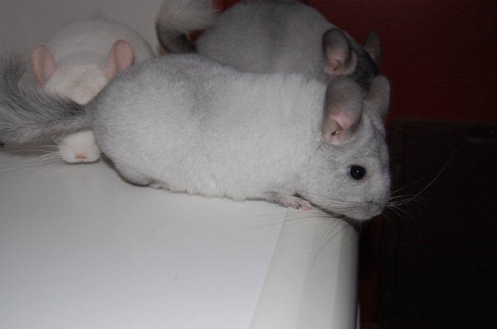 Chinchilla Snebold billede 1