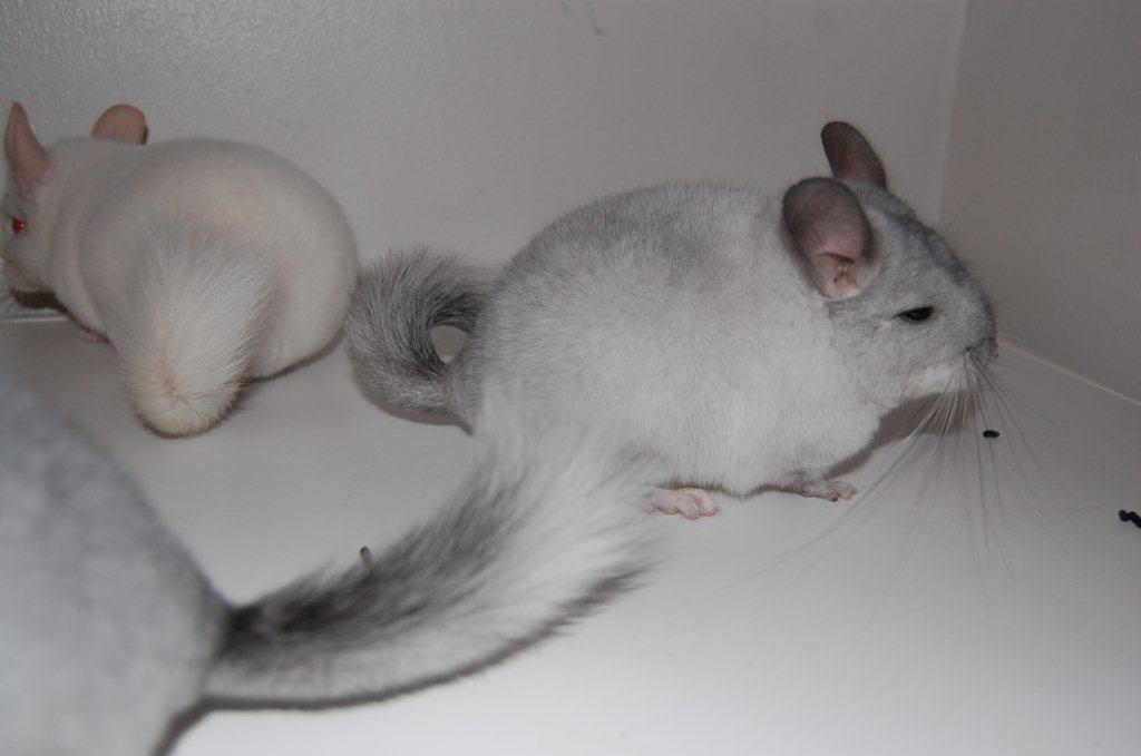Chinchilla Snebold billede 2