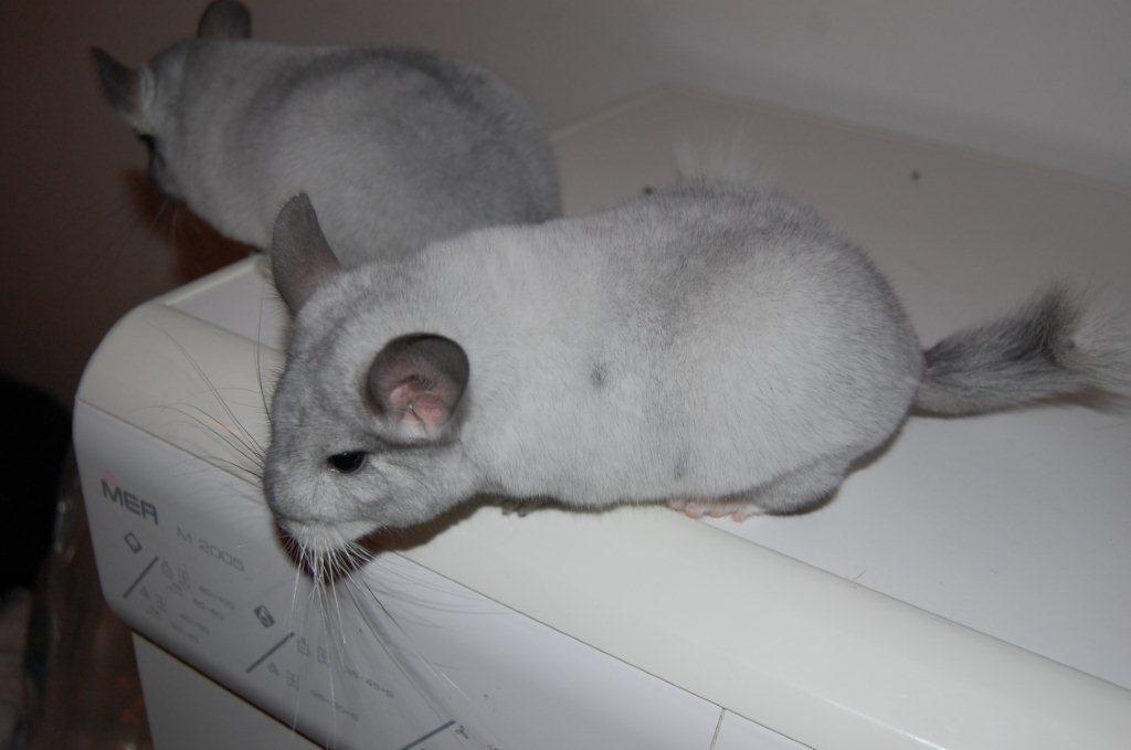 Chinchilla Snebold billede 3