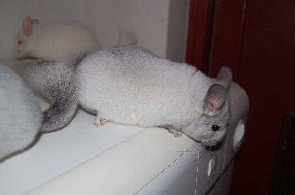 Chinchilla Snebold billede 4