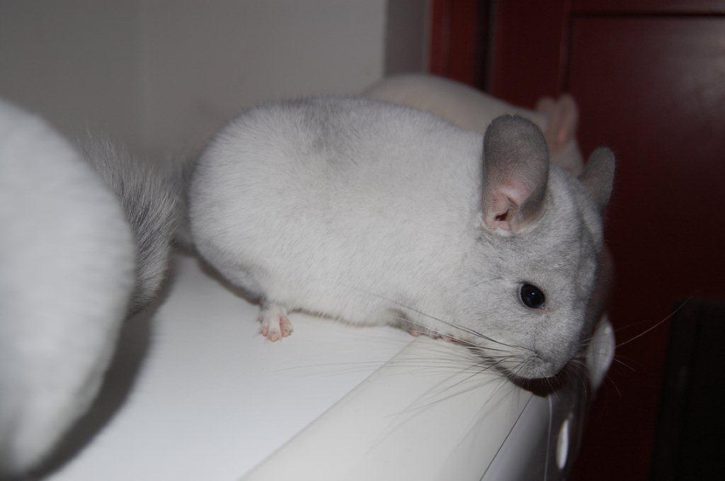Chinchilla Snebold billede 5