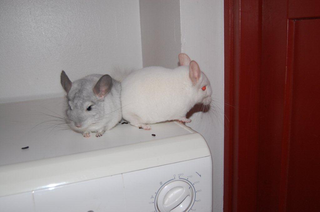 Chinchilla Snebold billede 6