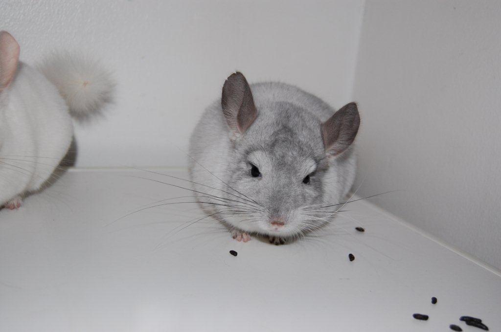 Chinchilla Snebold billede 7